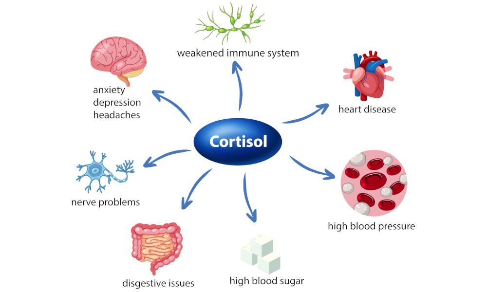 Cortisol and fat loss