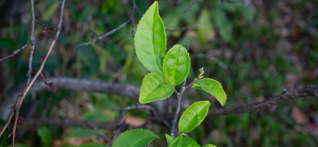 What is Camellia sinensis used for?