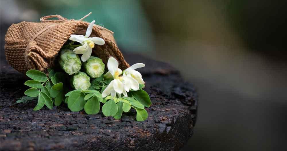 moringa seeds benefits for health