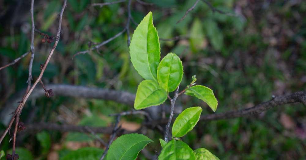 What is Camelia sinensis?